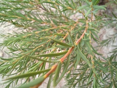 Melaleuca lateritia