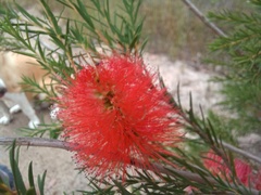 Melaleuca lateritia