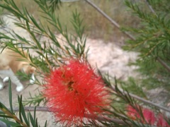 Melaleuca lateritia