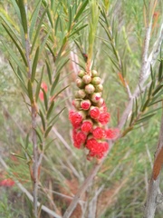 Melaleuca lateritia