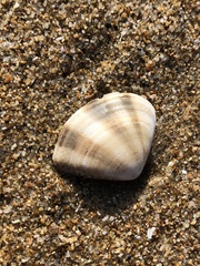 Macridiscus aequilatera