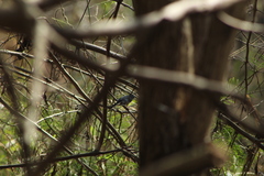 Polioptila albiloris