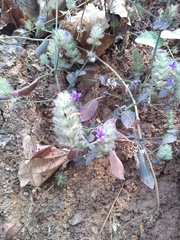 Haplanthodes verticillatus