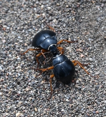 Nyctelia fitzroyi