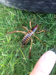 Hemideina crassidens