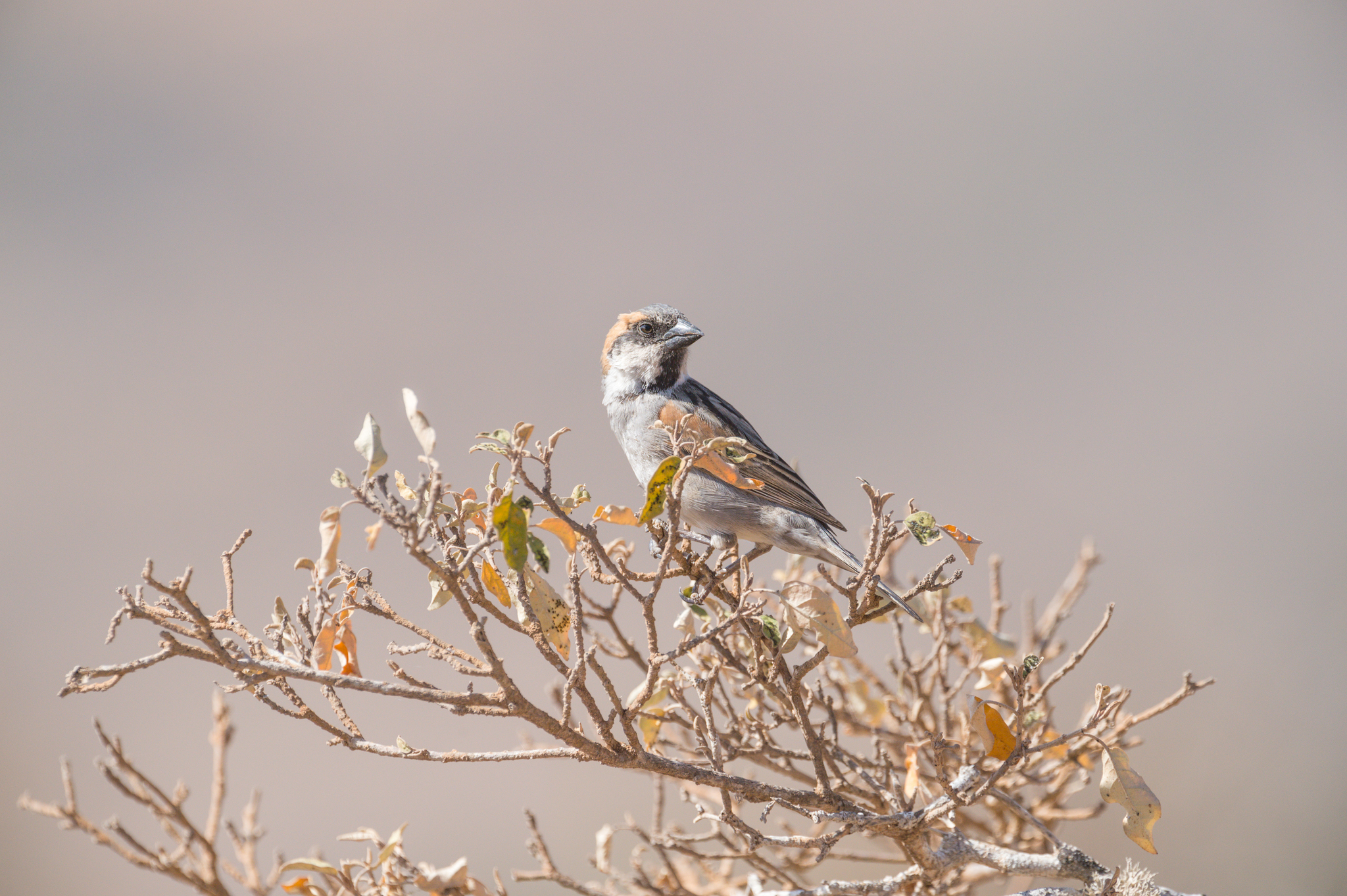 Socotra Sparrow (Passer insularis), photo 3