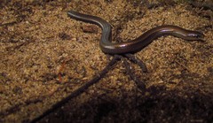 Scelotes mossambicus