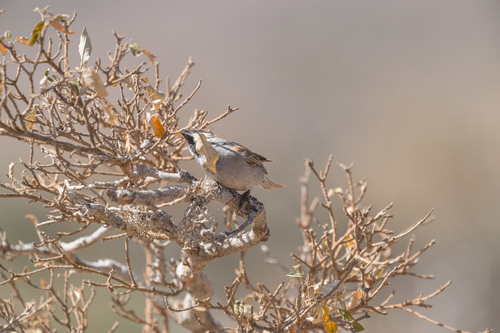 Socotra Sparrow (Passer insularis), photo 6