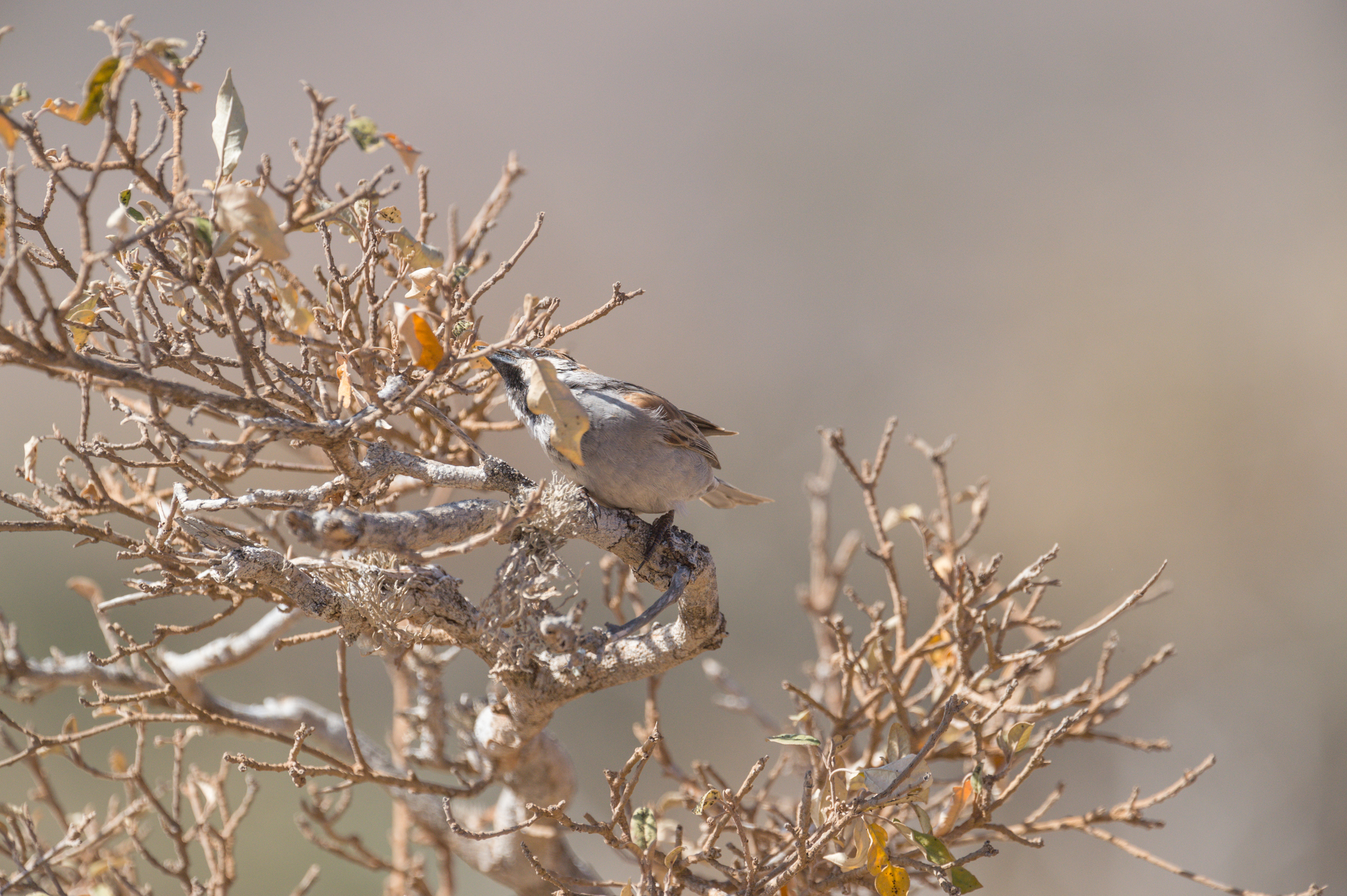 Socotra Sparrow (Passer insularis), photo 4