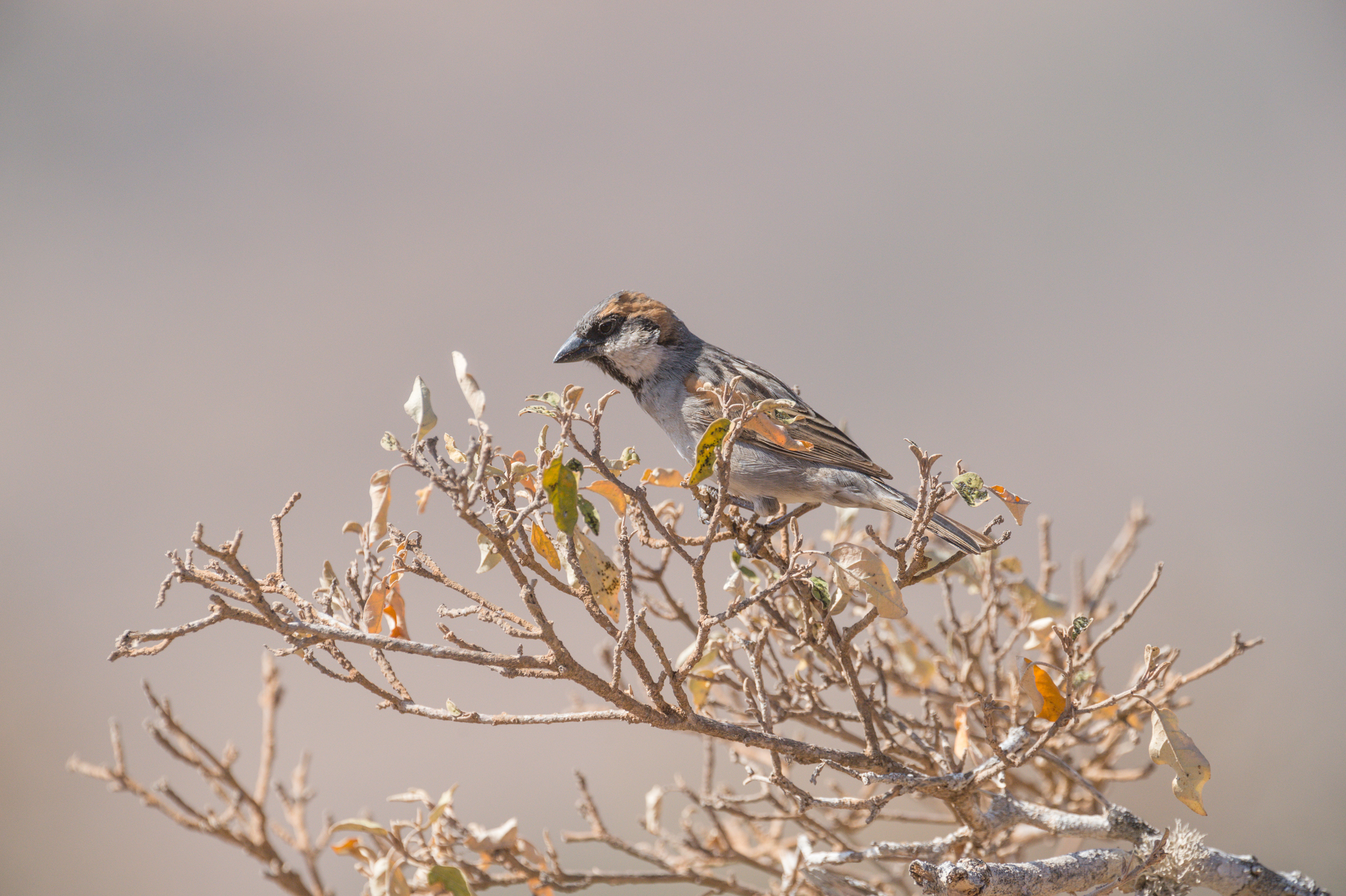 Socotra Sparrow (Passer insularis), photo 10