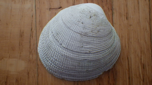 Leukoma staminea