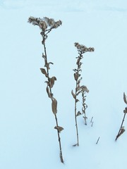 Solidago rigida humilis