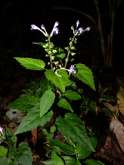 Scutellaria leucantha