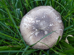 Agaricus iodosmus