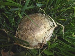 Agaricus iodosmus