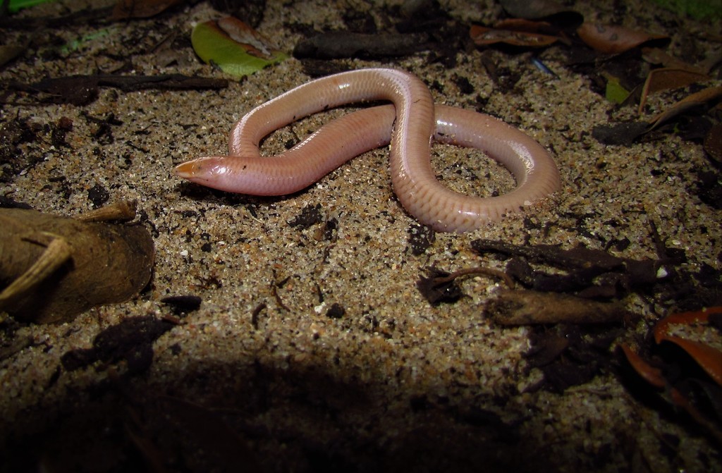 Maputaland Legless Skink