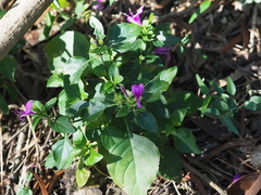 Hypoestes purpurea