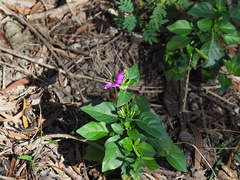 Hypoestes purpurea