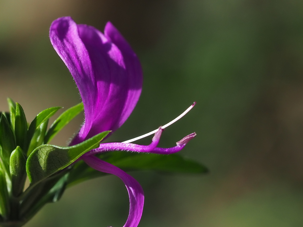 Hypoestes purpurea (Hypoestes purpurea)