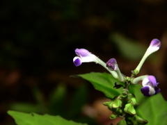 Scutellaria leucantha