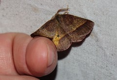 Metarranthis obfirmaria