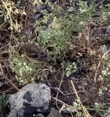 Crithagra reichenowi