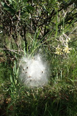 Gomphocarpus tomentosus