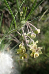 Gomphocarpus tomentosus
