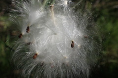 Gomphocarpus tomentosus