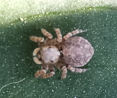 Pseudeuophrys