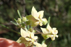 Gomphocarpus tomentosus