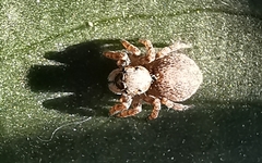 Pseudeuophrys