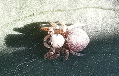 Pseudeuophrys