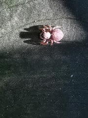 Pseudeuophrys