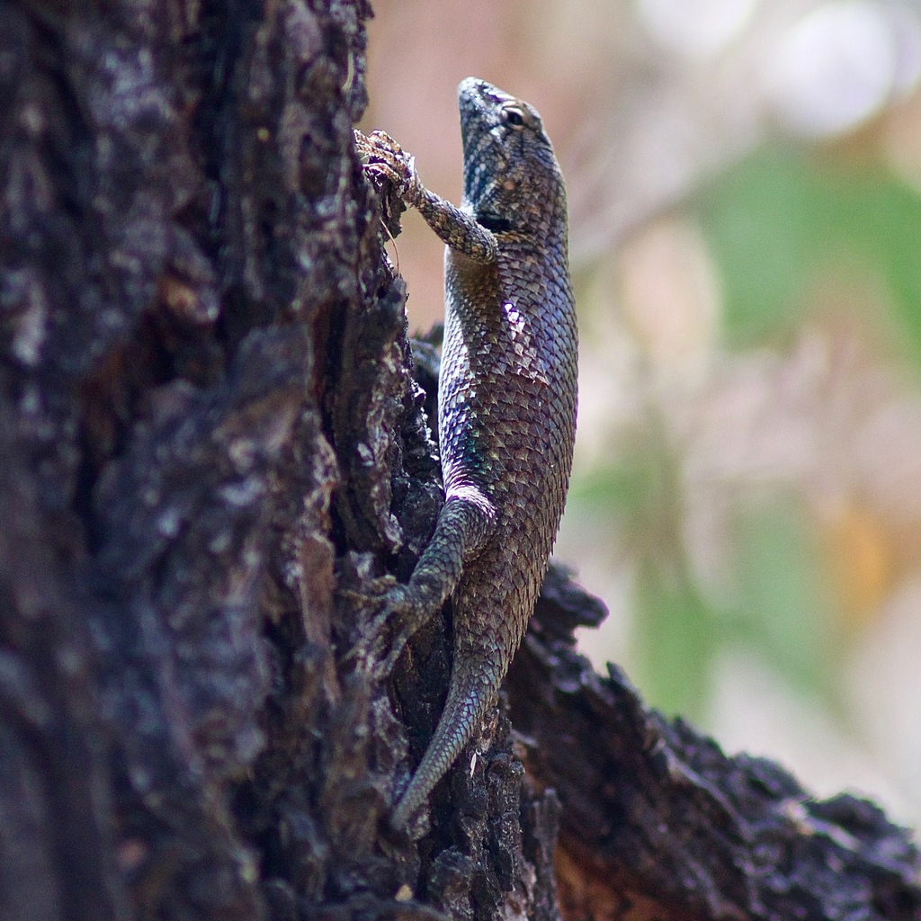 Hunsaker's Spiny Lizard