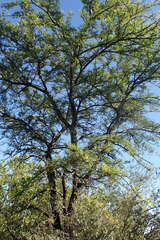 Vachellia robusta