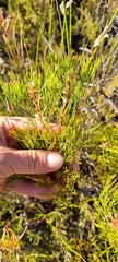 Serruria rosea