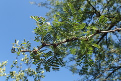 Vachellia robusta
