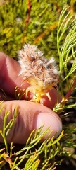 Serruria rosea