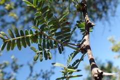 Vachellia robusta