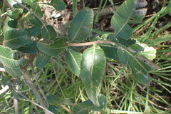 Ozoroa paniculosa