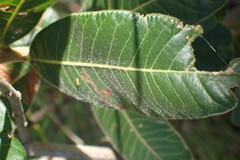 Ozoroa paniculosa