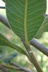 Ozoroa paniculosa