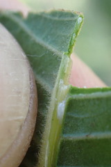 Ozoroa paniculosa