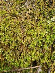 Hygrohypnum luridum