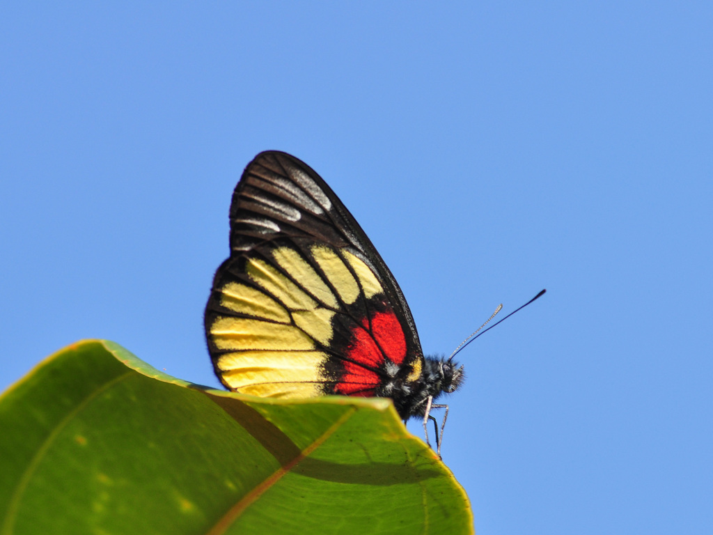 Malayan Jezebel