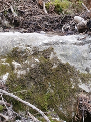 Hygrohypnum luridum