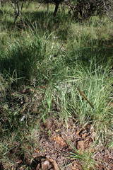 Setaria lindenbergiana