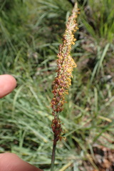 Setaria lindenbergiana