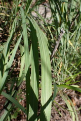 Setaria lindenbergiana